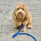 Shop Braided Rope Dog Leash - Sapphire Blue for Pomapoos by Boogs & Boop.
