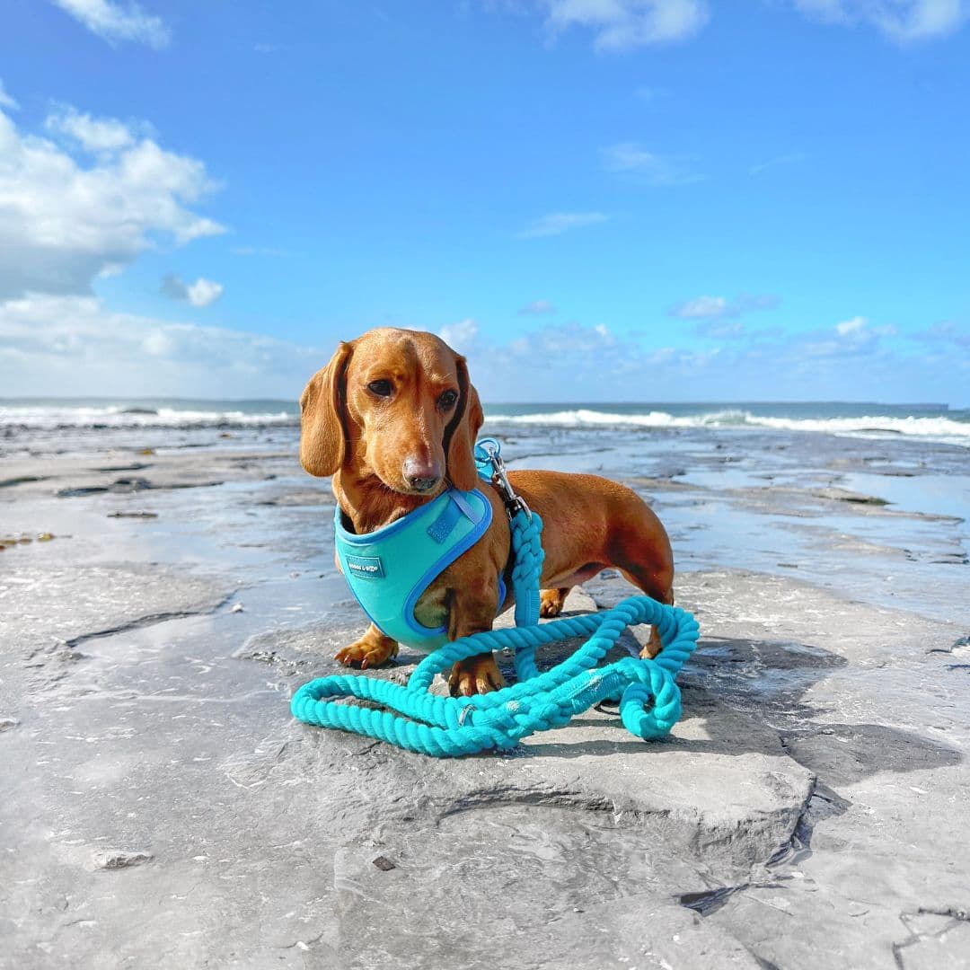 Rubi.star19 Wearing Surfrider Blue Dog Harness Paired with Rope Leash - Turquoise.