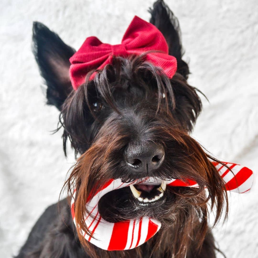 Ginger Scottish Terrier Wearing Corduroy Sailor Bow Tie - Berry Red.