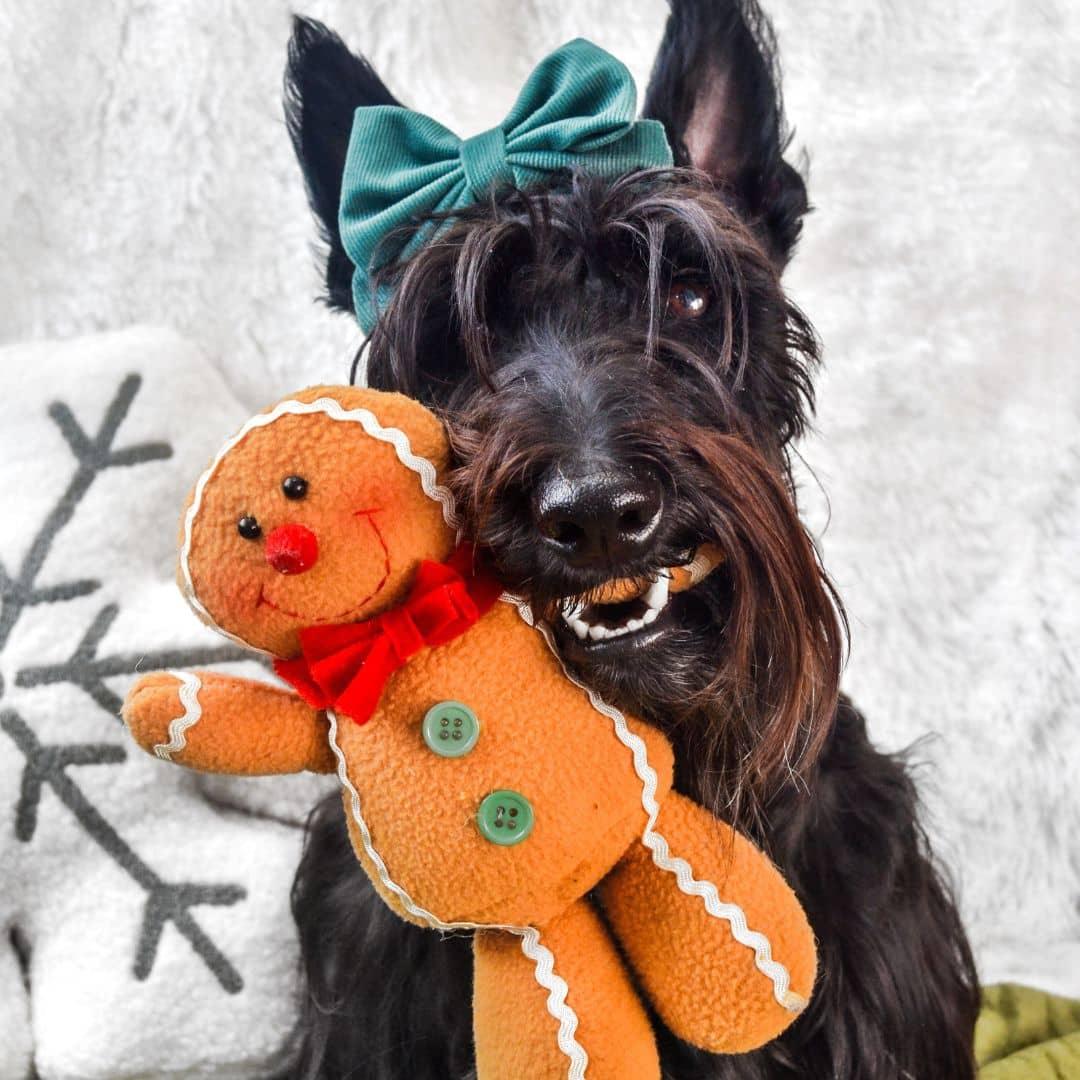 Scottish Terrier Wearing Boogs & Boop Corduroy Moss Sailor Bow Tie While holding Gingerbread Toy in Mouth.