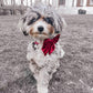 Toy Aussiedoodle Wearing Corduroy Sailor Bow Tie - Berry.