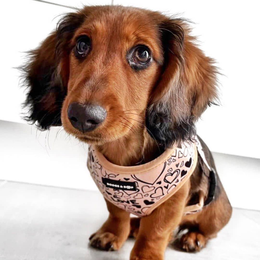 Pinawithoutcolada Wearing Boogs & Boop Reversible Signature Print Dog Harness.