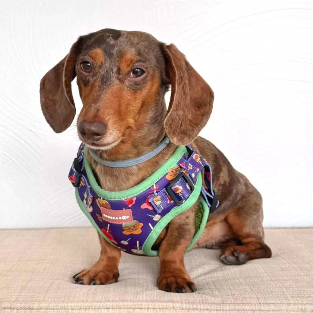 Normanthewienerdog Wearing Step-In Caramel Apple Print Dog Harness by Boogs & Boop.