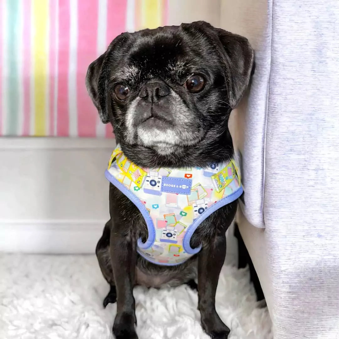 Crazydaisy.thepug Pug Wearing Step-In Pawlaroid Pupfluencer Print Dog Harness with Instagram-Theme by Boogs & Boop.