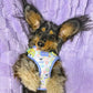 Luckoftheisles Dachshund Belly Up Wearing Step-In Pawlaroid Pupfluencer Print Dog Harness by Boogs & Boop.