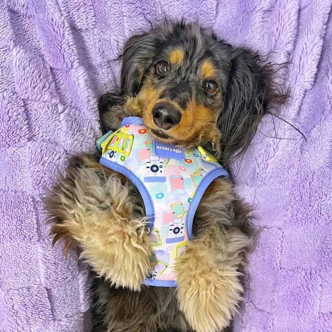 Luckoftheisles Dachshund Belly Up Wearing Step-In Pawlaroid Pupfluencer Print Dog Harness with Instagram-Theme by Boogs & Boop.