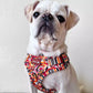 Skythepug21 Wearing Step-In Roses Are Red Print Dog Harness by Boogs & Boop.