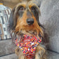 Wirehaired Dachshund Wearing Step-In Roses Are Red Print Dog Harness by Boogs & Boop.