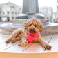 Maiseyjane21 Wearing Boogs & Boop Teddy Dog Harness - Fluorescent Pink.