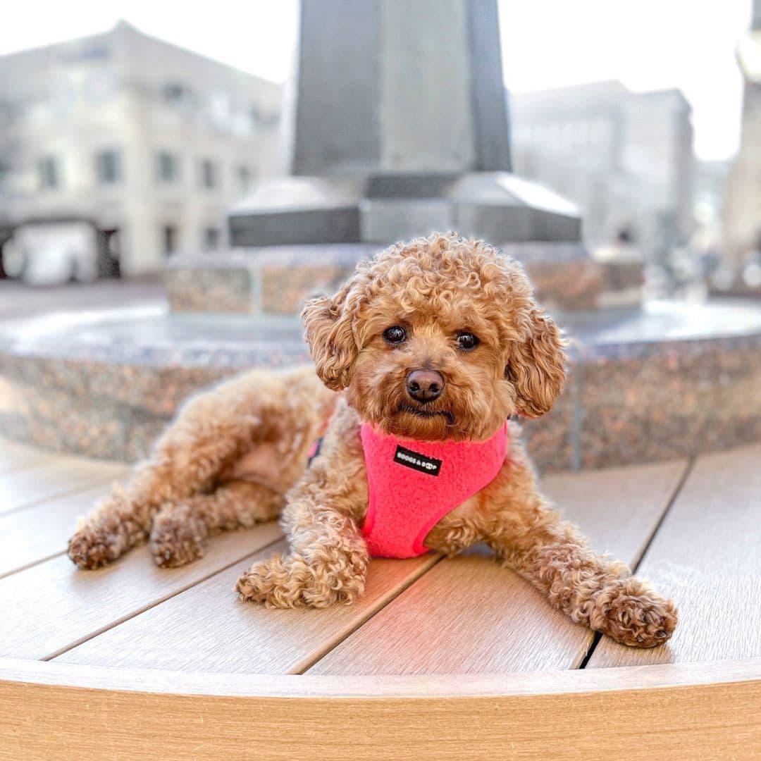 Maiseyjane21 Wearing Boogs & Boop Teddy Dog Harness - Fluorescent Pink.