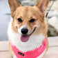 Scarlett_thecorgi Wearing Boogs & Boop Teddy Harness - Fluorescent Pink.