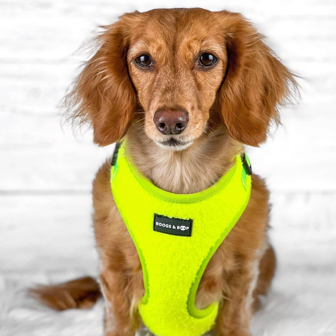 Milladivadoxie Wearing Boogs & Boop Teddy Harness - Highlighter Yellow.