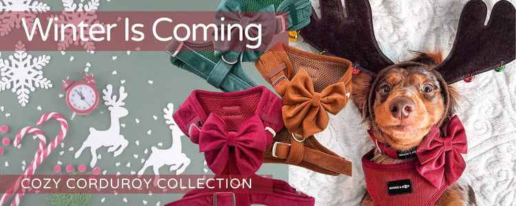 Shop Winter Cozy Corduroy Dog Accessories Collection by Boogs & Boop.