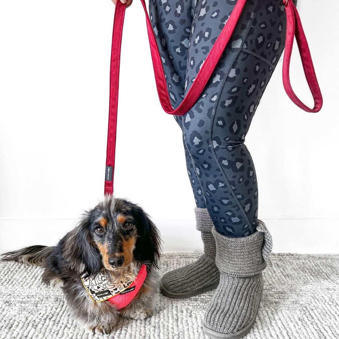 Dachshund Wearing Boogs & Boop Teddy Harness and Courduroy Leash - Berry