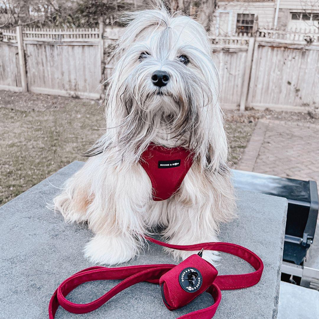 Havanese Wearing Boogs & Boop Corduroy Harness and Sailor Bow Tie in Berry Red