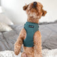 Poodle Sitting Pretty Wearing Boogs & Boop Corduroy Collection - Moss Green