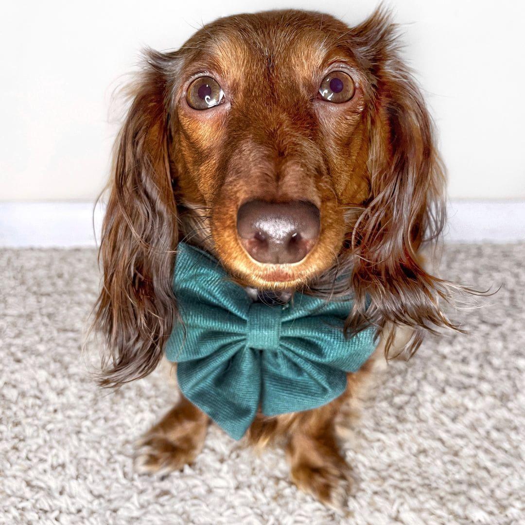 Doxie Wearing Boogs & Boop Corduroy Sailor Bow Tie - Moss