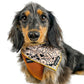 Doxie Wearing Boogs & Boop Corduroy Harness - Rust and Signature Bandana