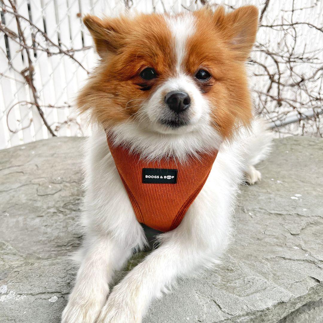 Pomeranian Wearing Boogs & Boop Corduroy Harness - Rust