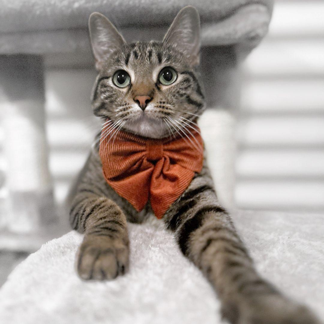 Cat Wearing Boogs & Boop Corduroy Sailor Bow Tie - Rust