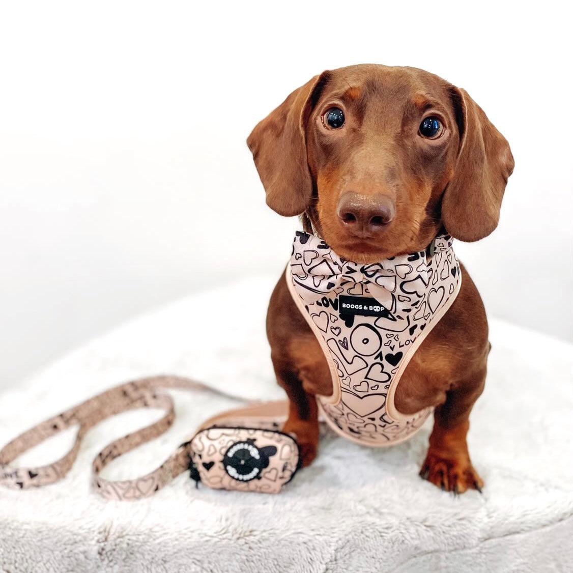 Dachshund Wearing Boogs & Boop Signature Harness and Walking Set.