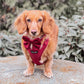 Dachshund Wearing Corduroy Harness with Matching Sailor Bow Tie - Berry