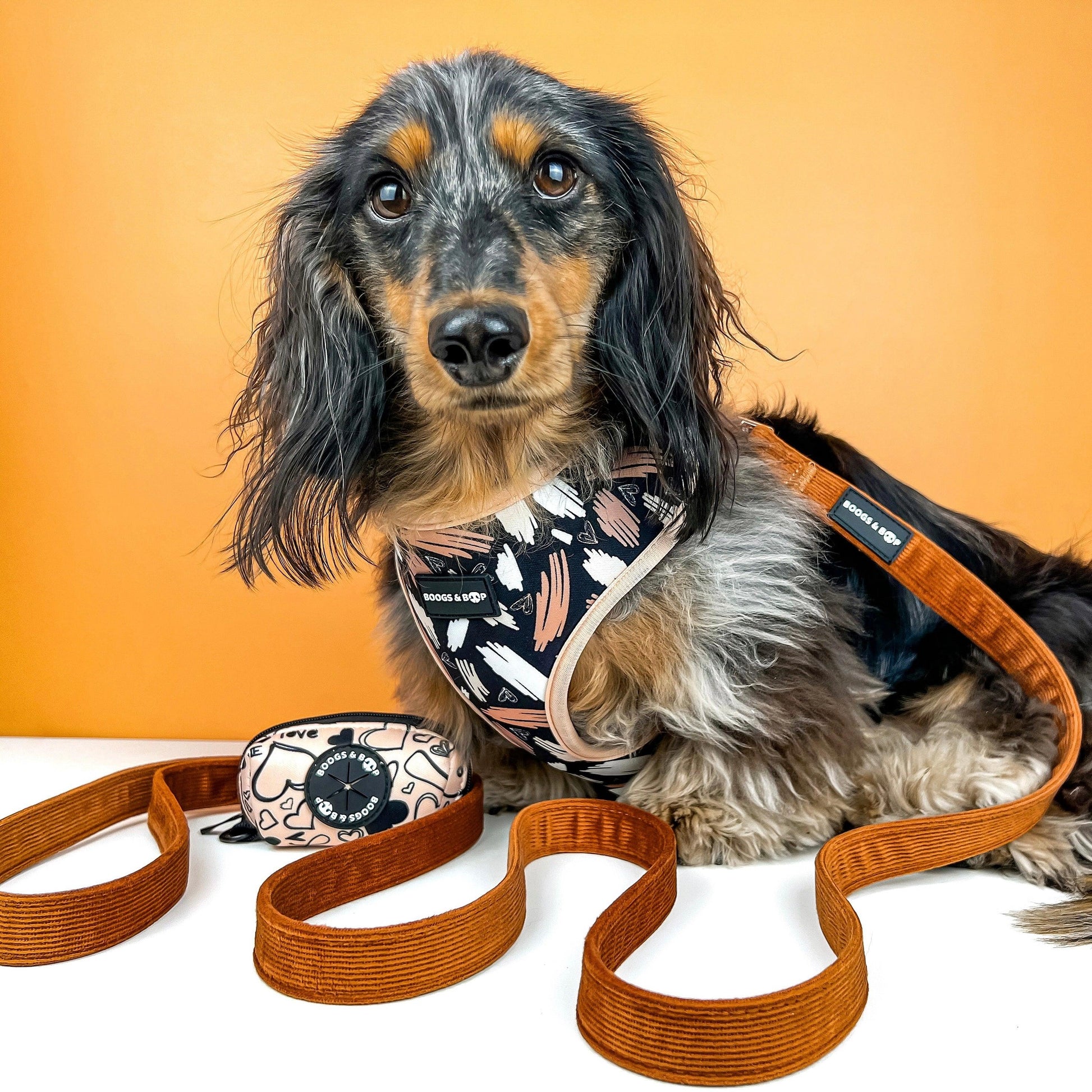 Longhaired Dachshund Wearing Boogs & Boop Signature Harness.