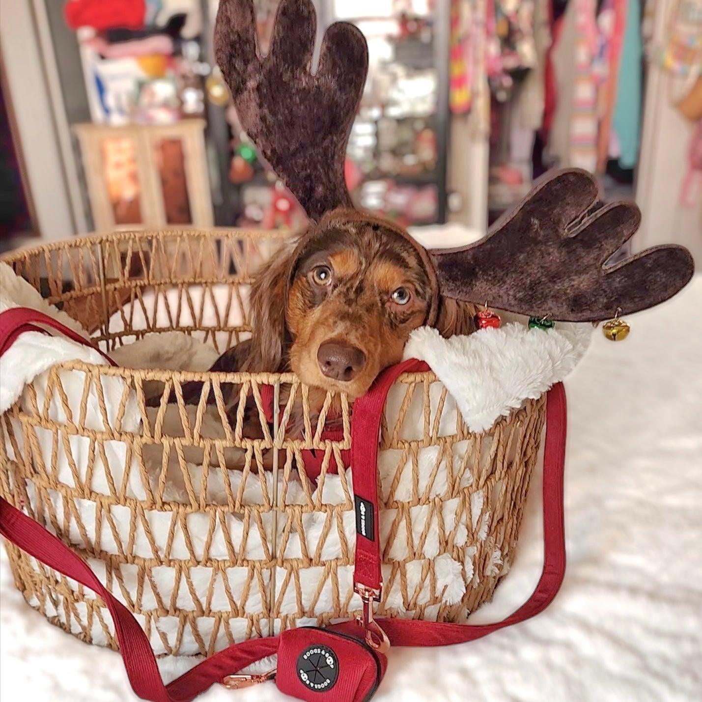 Dachshund Dressed as a Reindeer Wearing Boogs & Boop Corduroy Leash and Waste Bag Dispenser - Berry