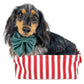 Dachshund Wearing Boogs & Boop Corduroy Moss Sailor Bow Tie