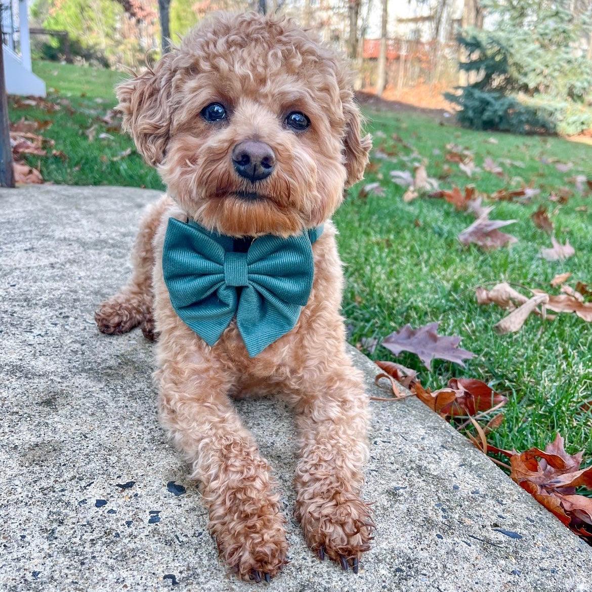 Poodle Wearing Boogs & Boop Corduroy Sailor Bow Tie - Moss