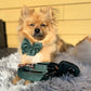 Pomeranian wearing Corduroy Sailor Bow Tie - Moss