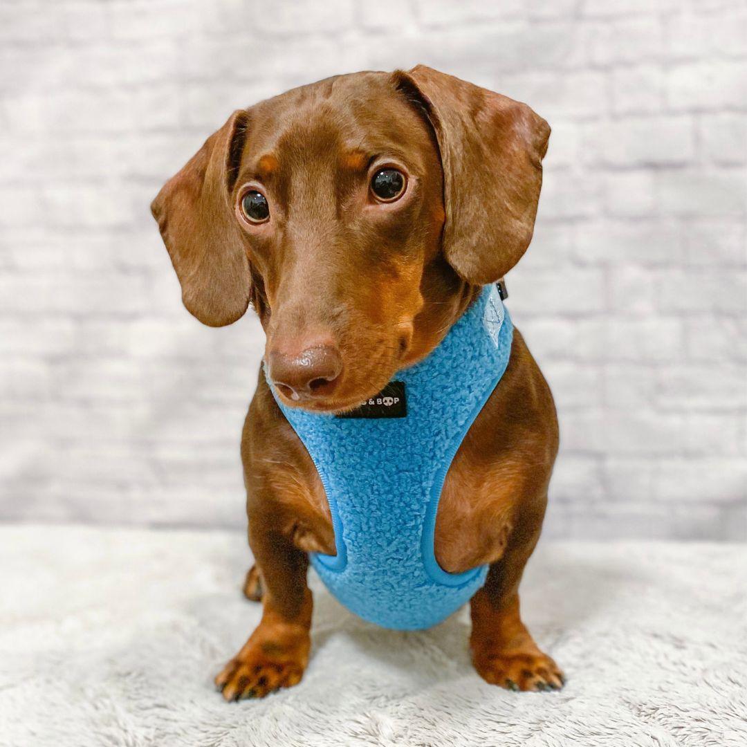 Dachshund Wearing Boogs & Boop Teddy Harness - Electric Blue