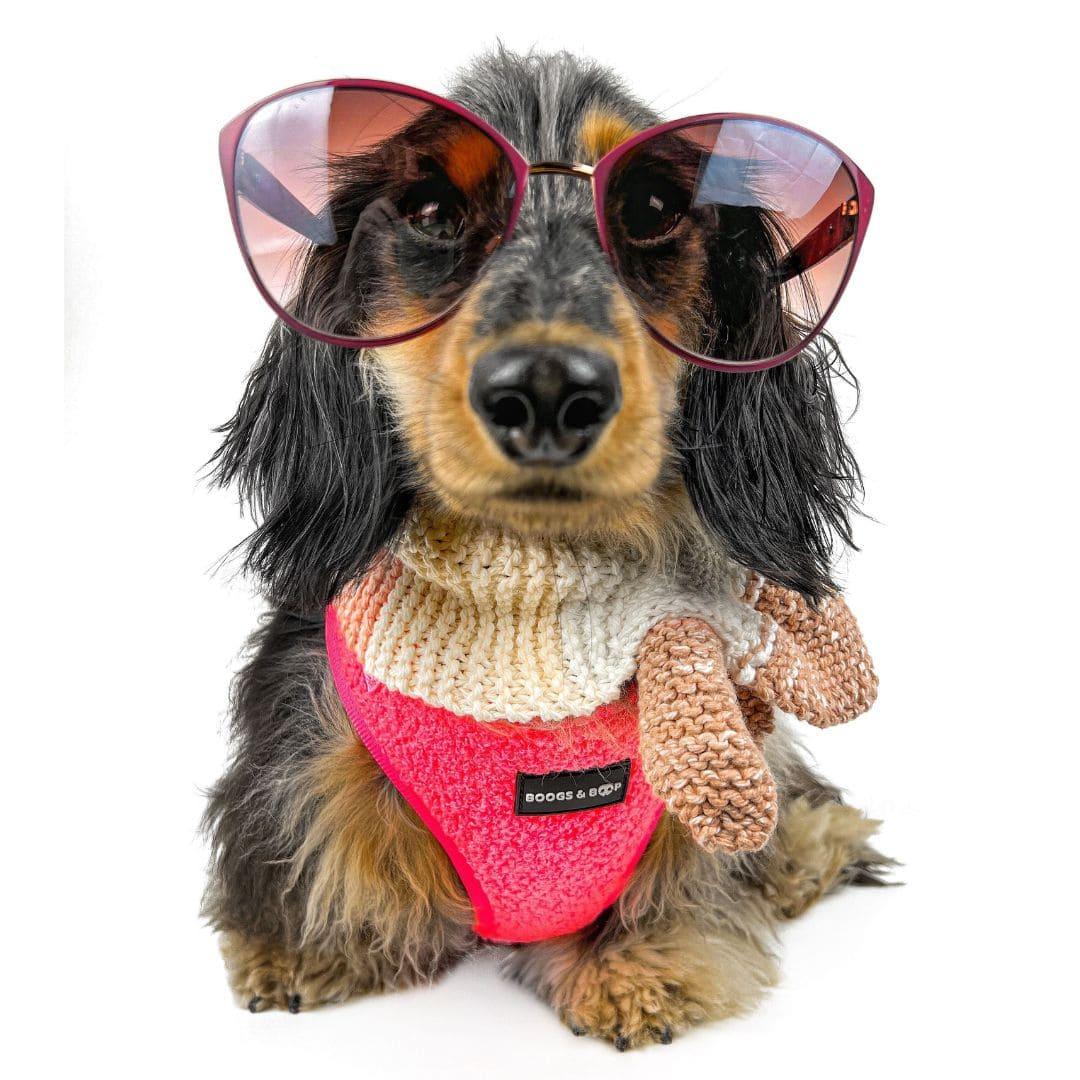 Dachshund Wearing Boogs & Boop Teddy Harness - Fluorescent Pink With Matching Scarf and Sunglasses