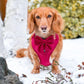 Dachshund Wearing Boogs & Boop Corduroy Harness and Sailor Bow Tie in Berry Red