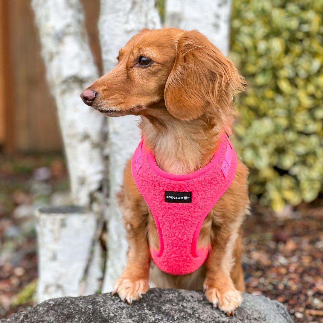 Dachshund Wearing Boogs & Boop Teddy Harness - Fluorescent Pink