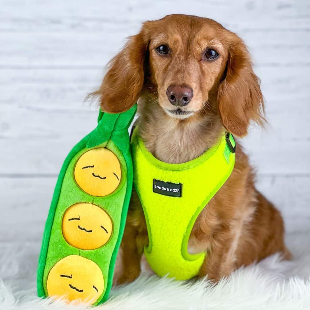 Mini Dachshund Wearing Boogs & Boop Teddy Harness - Highlighter Yellow