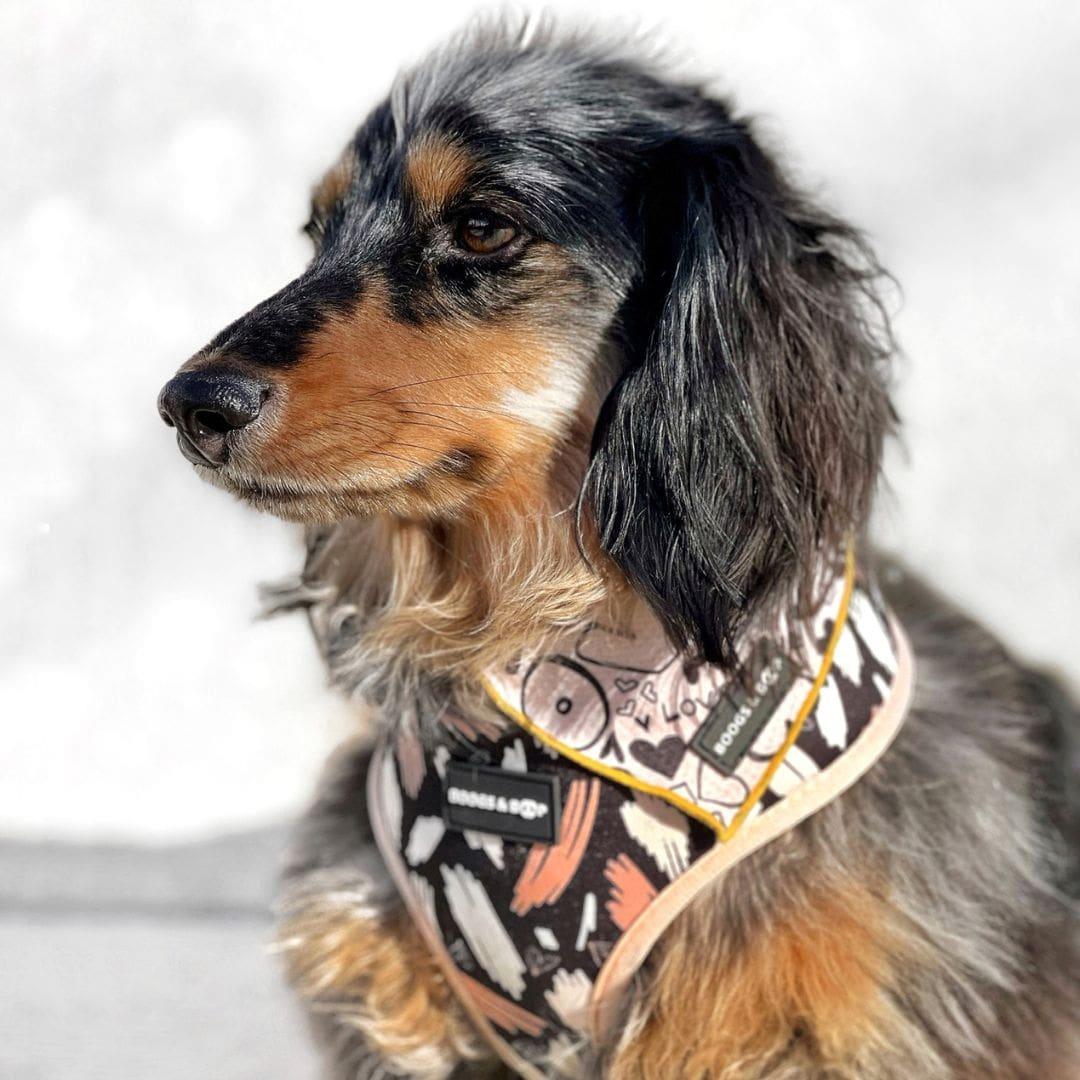 Longhaired Dachshund Wearing Boogs & Boop Signature Harness and Bandana.