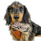 Dachshund Wearing Signature Bandana by Boogs & Boop