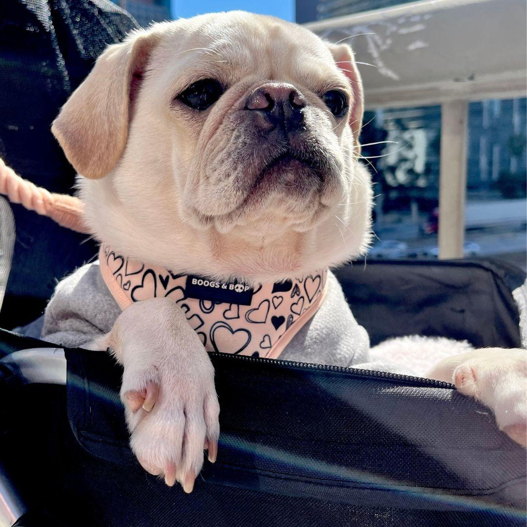 Pug Wearing Boogs & Boop Reversible Signature Harness.