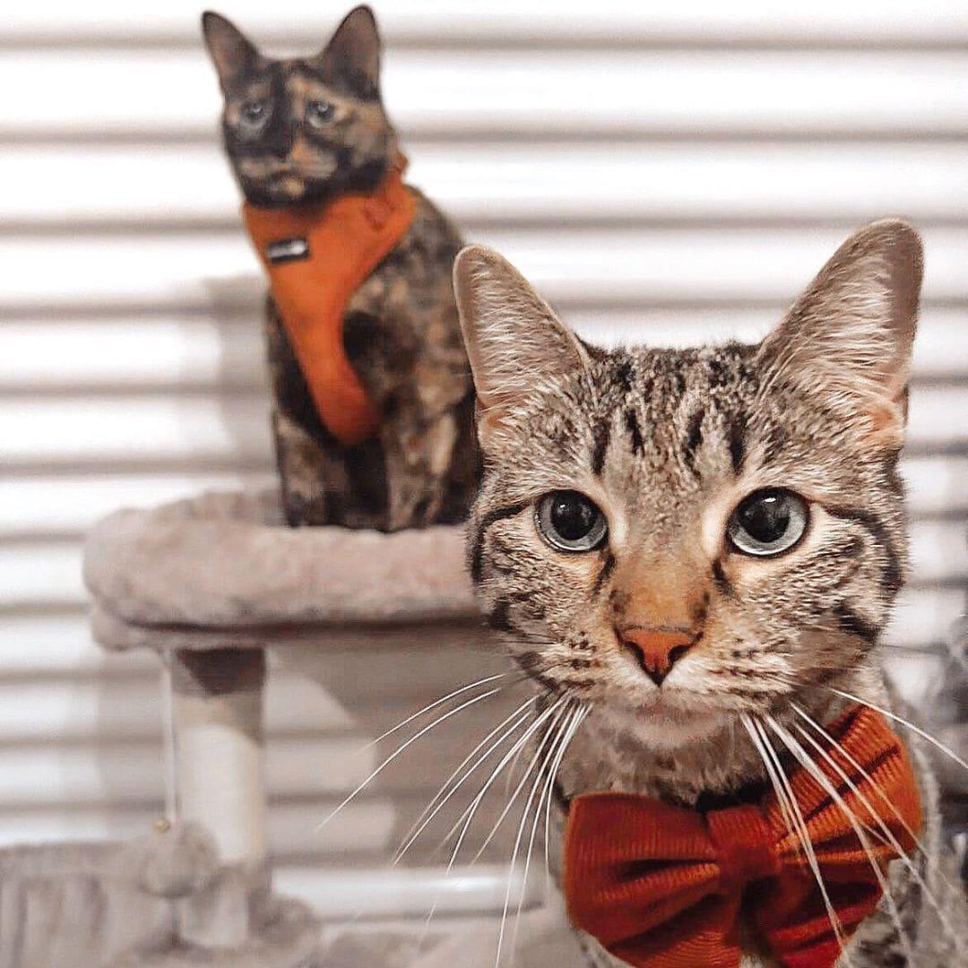 Cats Wearing Boogs & Boop Rust Corduroy Harness and Sailor Bow Tie