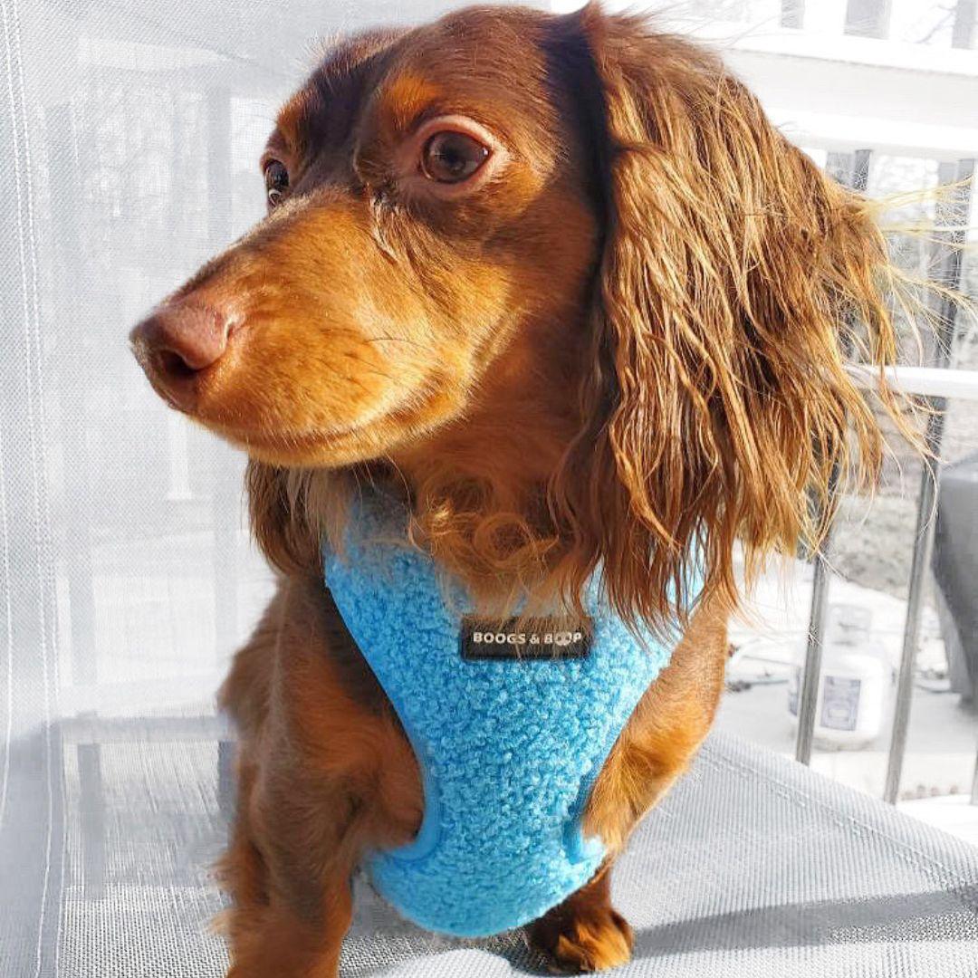 Doxie Wearing Boogs & Boop Teddy Harness - Electric Blue