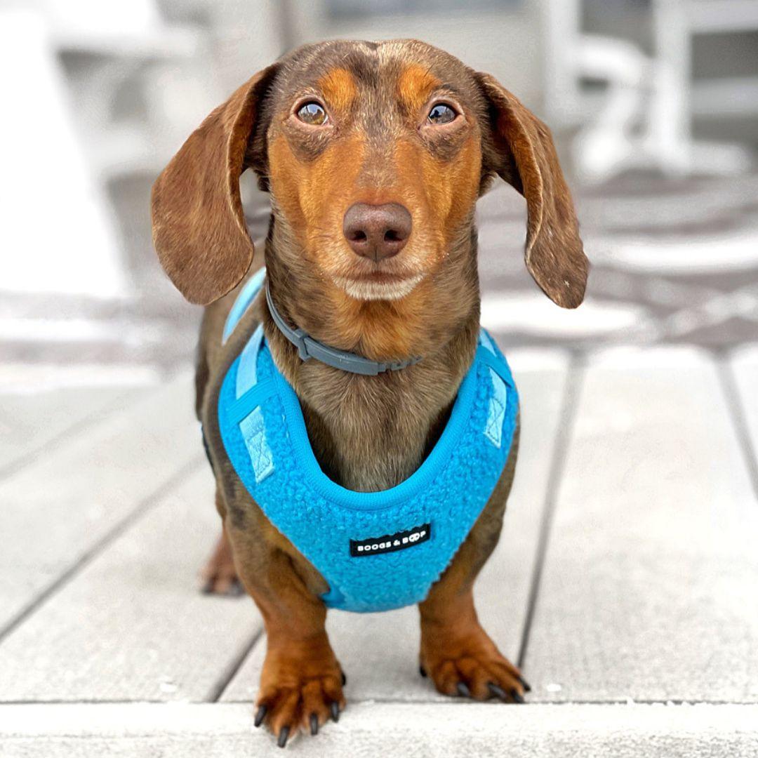 Sausage Dog Wearing Boogs & Boop Teddy Harness - Electric Blue