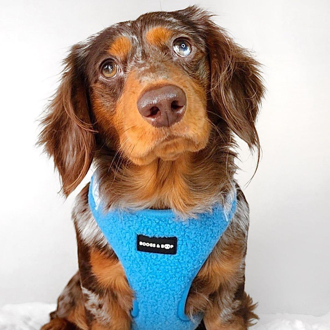 Dachshund Wearing Boogs & Boop Teddy Harness - Neon Blue