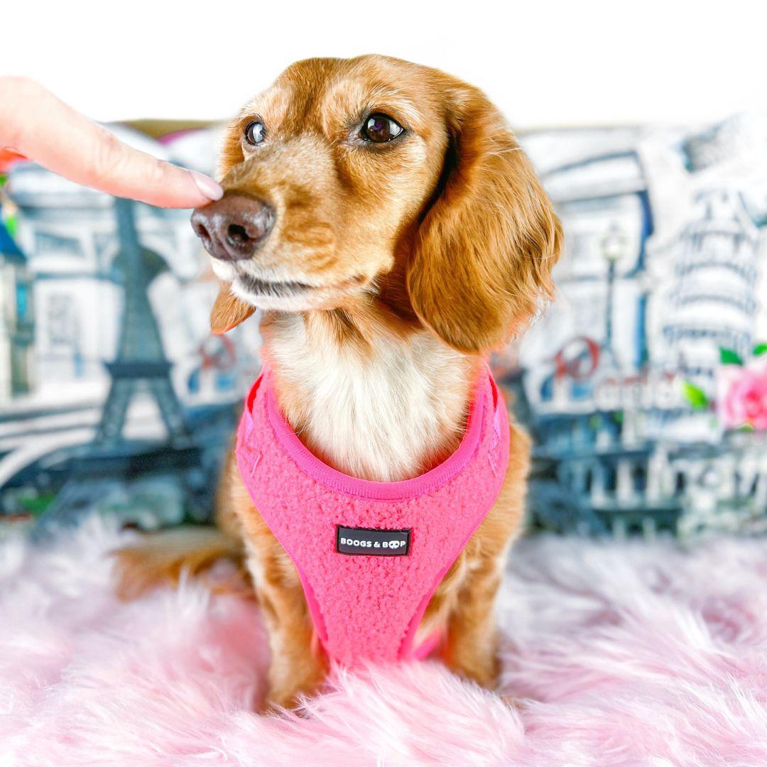 Dachshund Being Booped On Nose Wearing Boogs & Boop Teddy Harness - Fluorescent Pink.