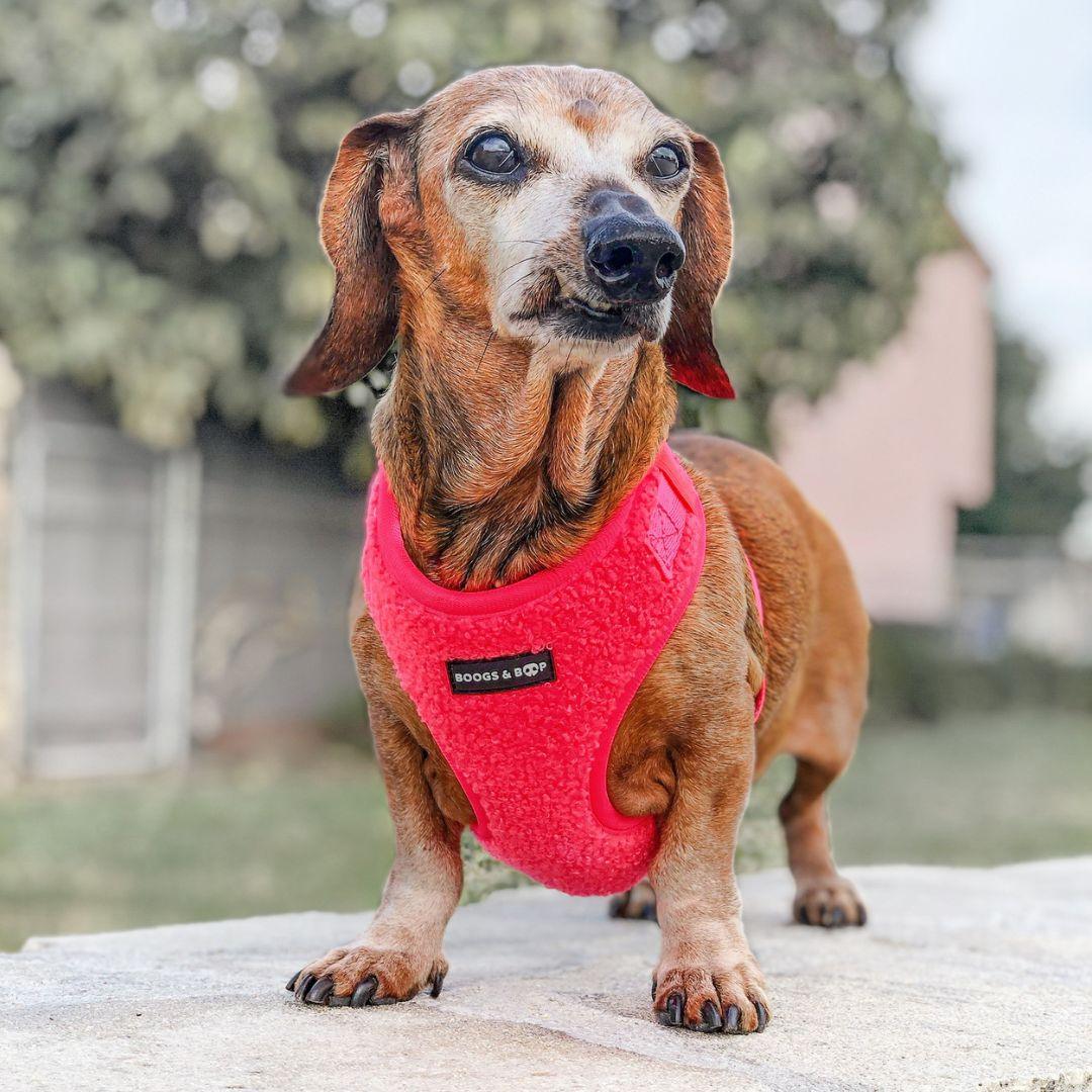 Small-sized Dachshund Wearing Boogs & Boop Teddy Harness - Fluorescent Pink