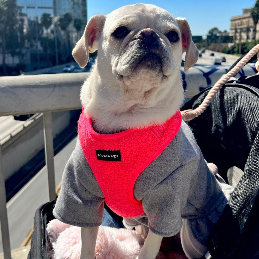 Pug Wearing Boogs & Boop Teddy Harness - Fluorescent Pink