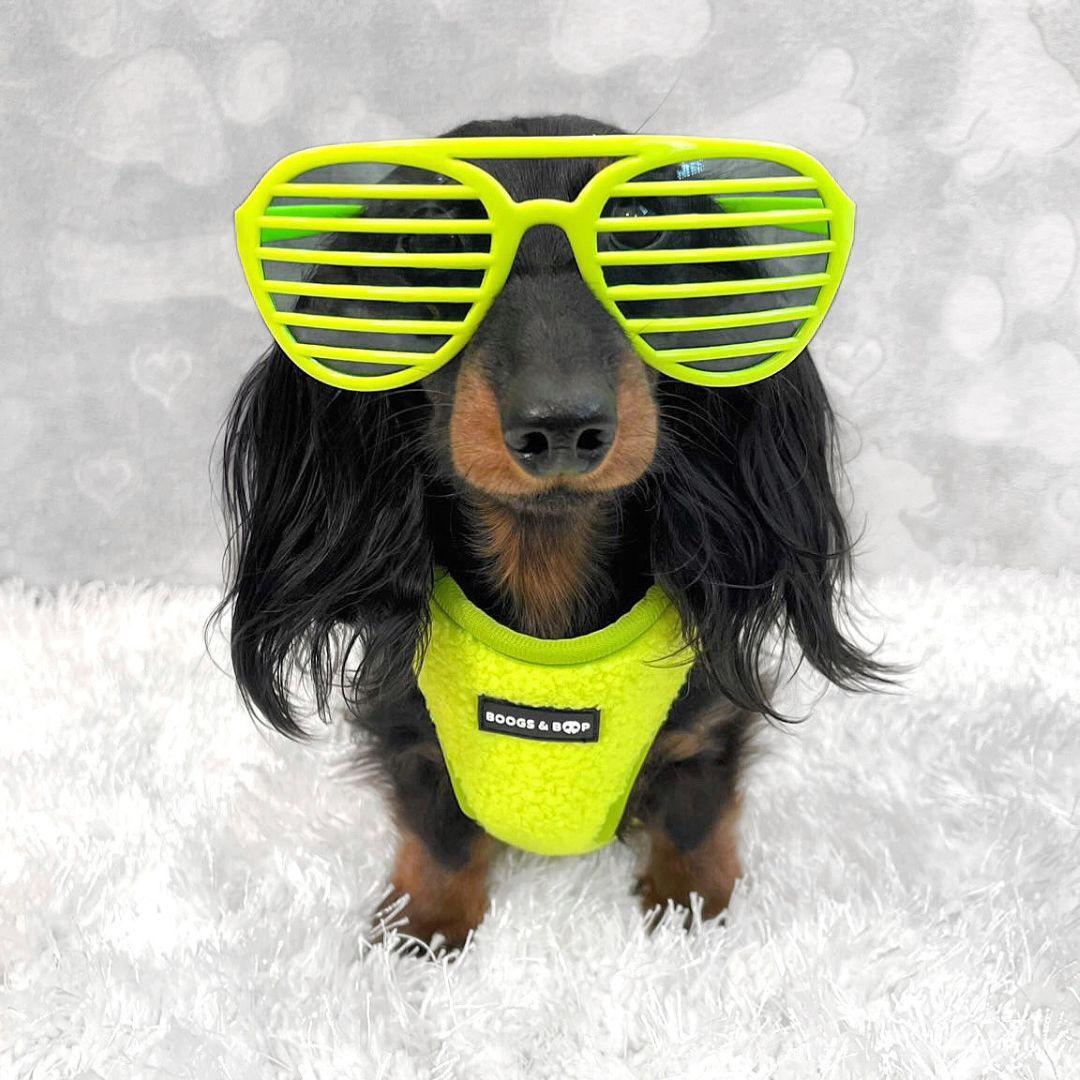 Dachshund Wearing Boogs & Boop Teddy Harness - Highlighter Yellow