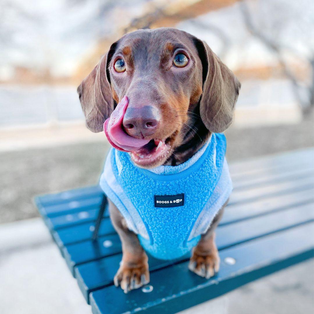 Dachshund With Tongue Out Wearing Boogs & Boop Teddy Harness - Electric Blue