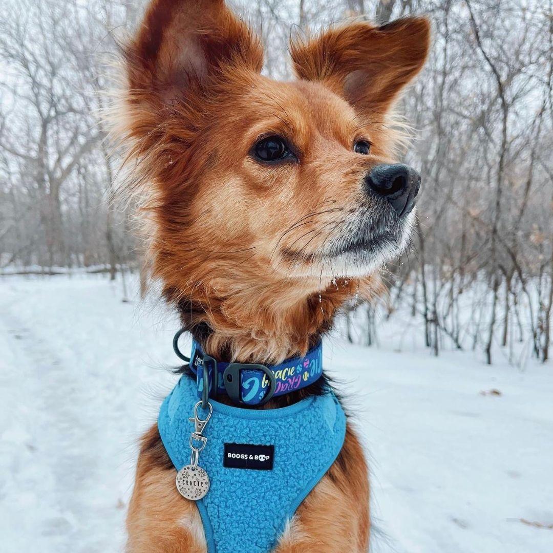 Medium-sized Dog Wearing Boogs & Boop Teddy Harness - Electric Blue