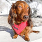 Doxie Wearing Boogs & Boop Teddy Harness - Fluorescent Pink